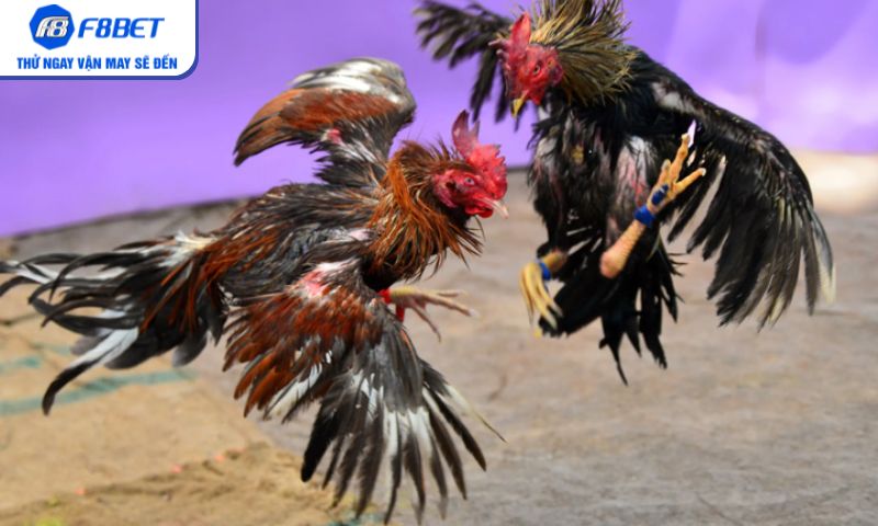 Khung cảnh chiến kê Chọi Gà Cựa Sắt